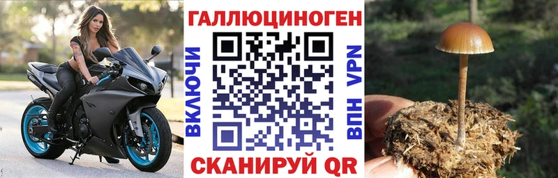 Псилоцибиновые грибы Psilocybe Комсомольск-на-Амуре